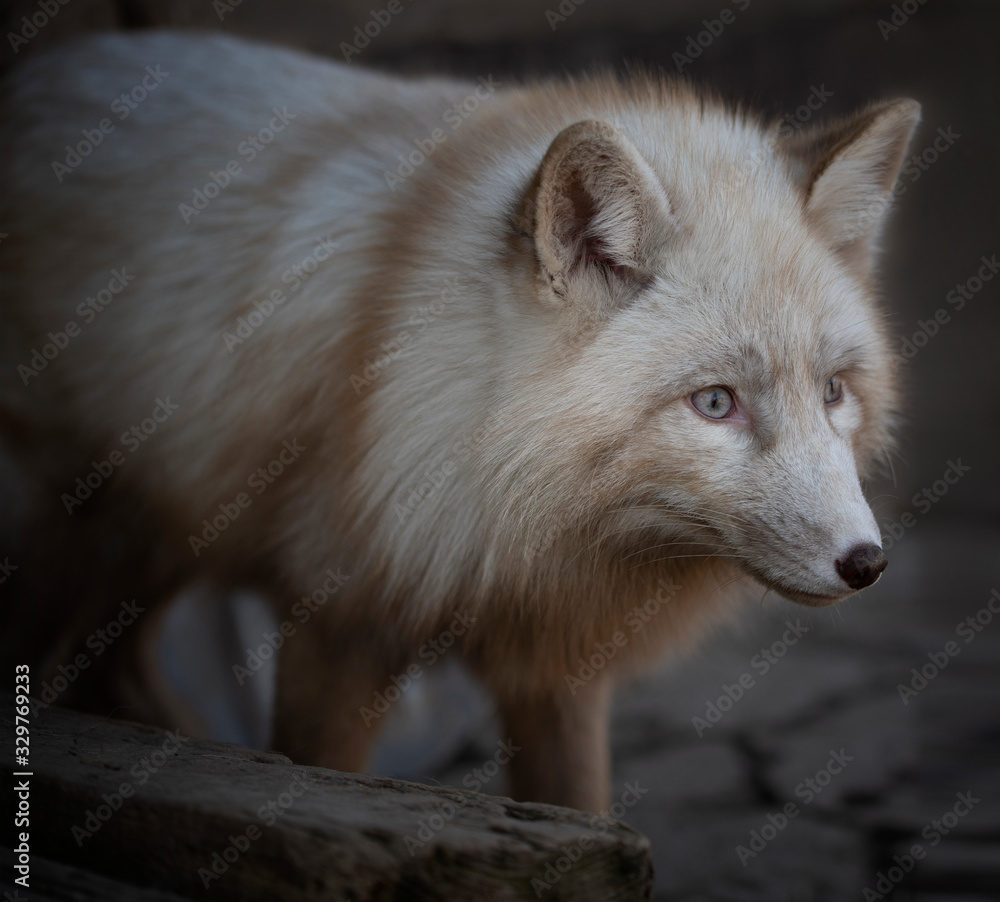 Fototapeta premium Close-up portrait of a fox of a rare cream color in a winter coat close-up