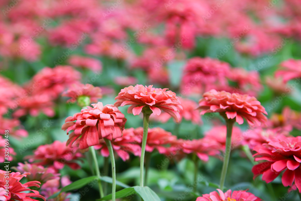 Pink beautiful blooming Zinnia flower in garden Pink beautiful blooming Zinnia flower in garden