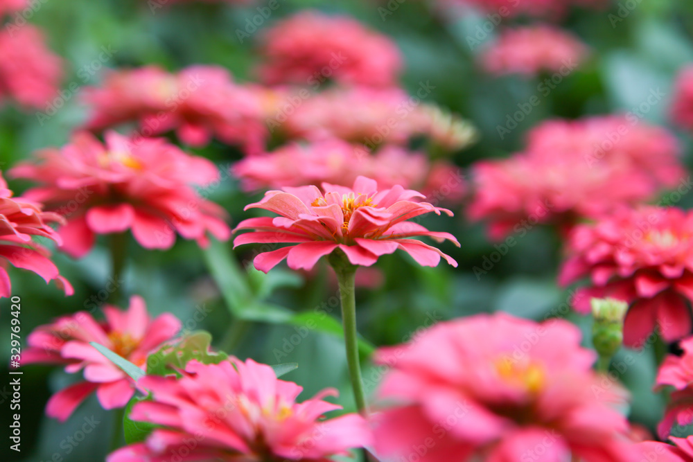 Pink beautiful blooming Zinnia flower in garden Pink beautiful blooming Zinnia flower in garden