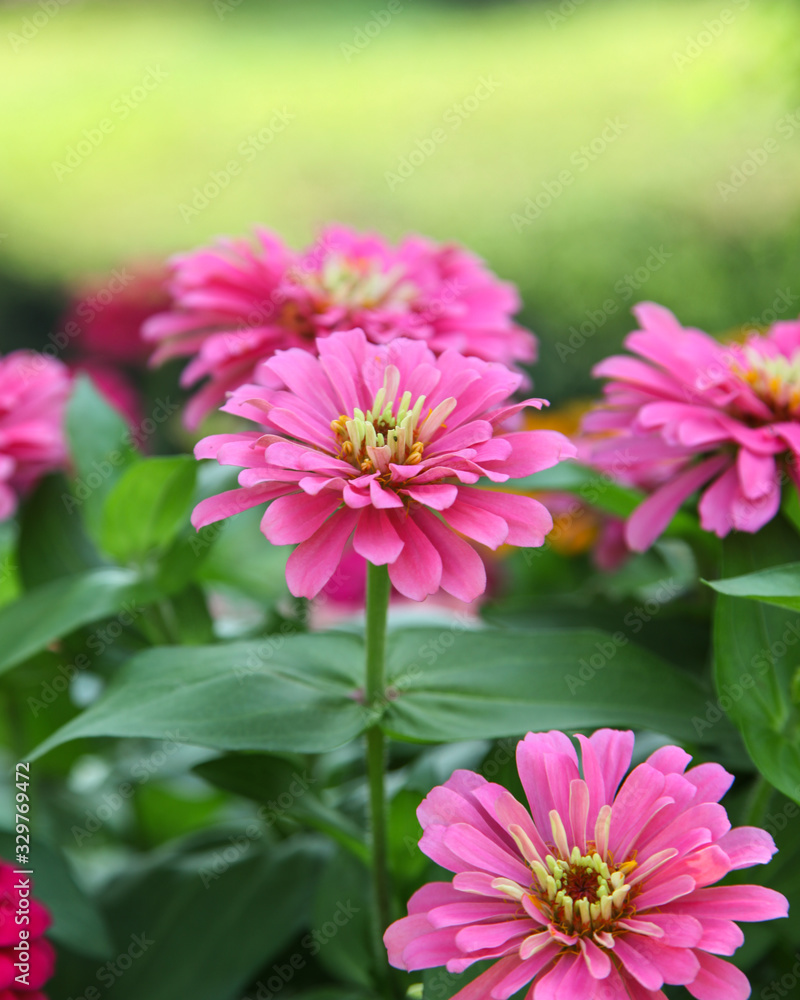 Pink beautiful blooming Zinnia flower in garden Pink beautiful blooming Zinnia flower in garden
