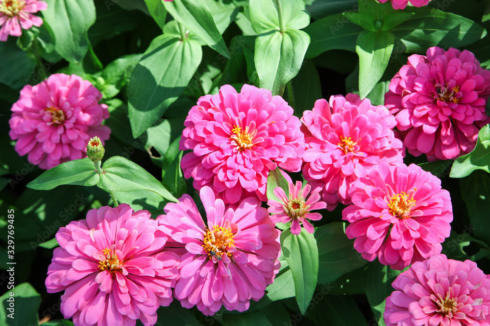 Pink beautiful blooming Zinnia flower in garden Pink beautiful blooming Zinnia flower in garden