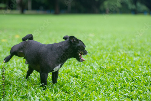 犬の動作　おしっこ