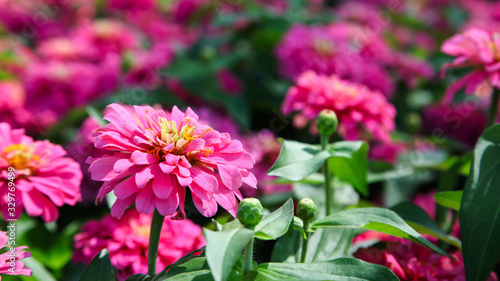 Pink beautiful blooming Zinnia flower in garden