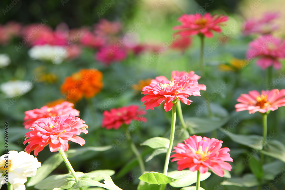 Pink beautiful blooming Zinnia flower in garden Pink beautiful blooming Zinnia flower in garden