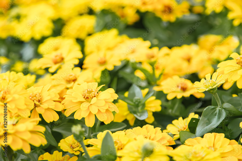 Yellow beautiful blooming Zinnia flower in garden Yellow beautiful blooming Zinnia flower in garden