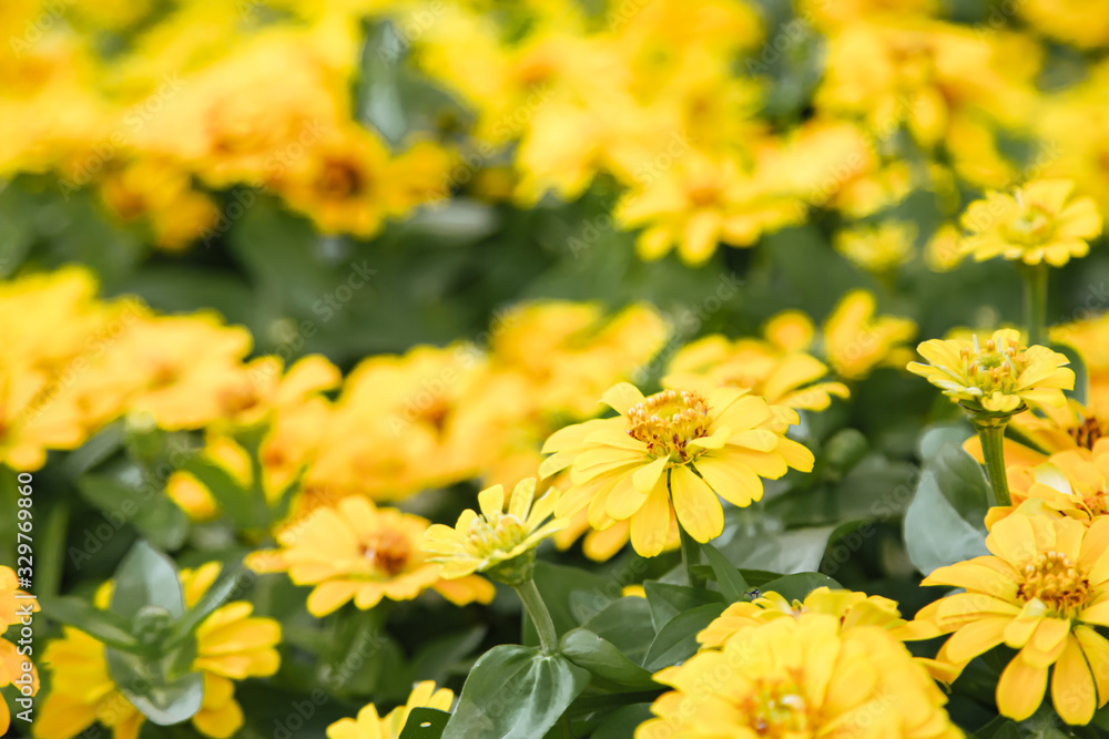 Yellow beautiful blooming Zinnia flower in garden Yellow beautiful blooming Zinnia flower in garden