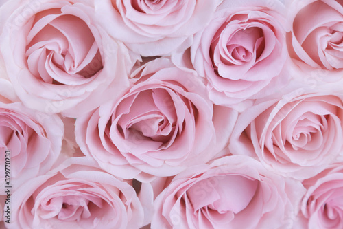 background of pink large roses