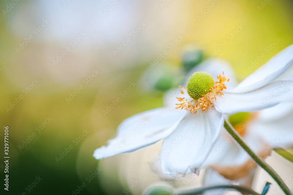 Obraz premium Beautiful white flower in a summer garden.