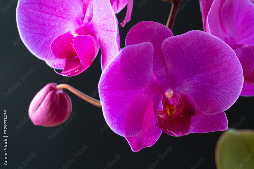 Fototapeta premium Purple orchid branch on dark black background close up