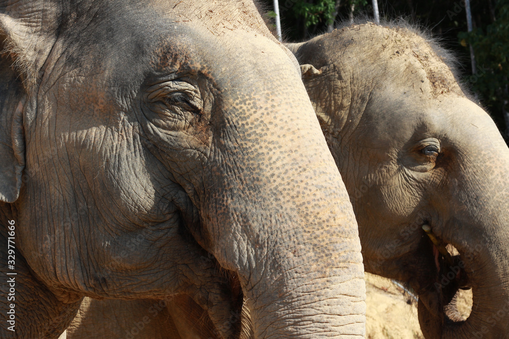 Fototapeta premium Asian Elephants in Phuket, Thailand