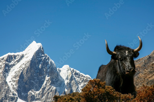yak on the Everest trail in Nepal © SearchingForSatori