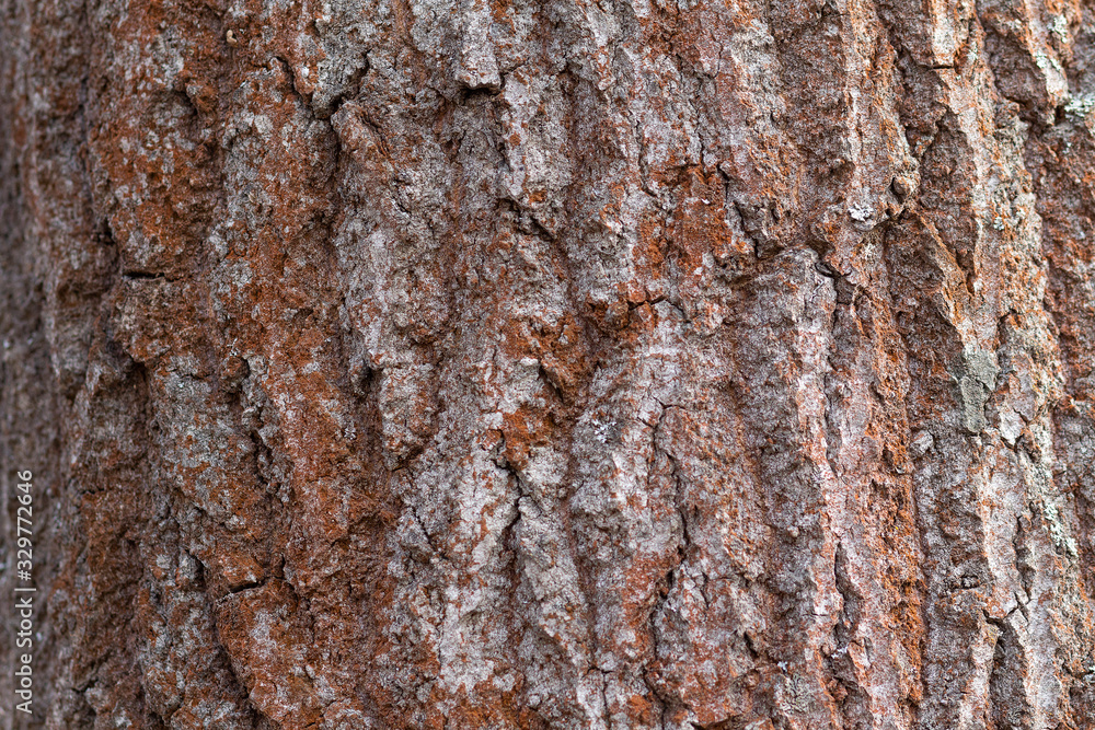 Bark of the old tree is lit by the sun. Backgrounds and textures Bark of the old tree is lit by the sun. Backgrounds and textures
