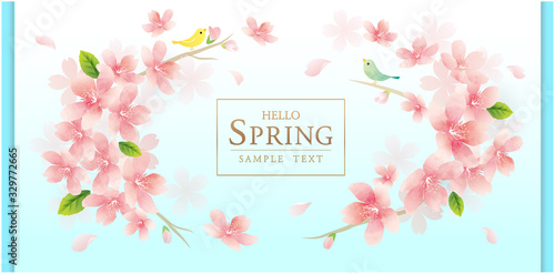春の花　桜のベクターイラスト　spring cherry blossom　background	