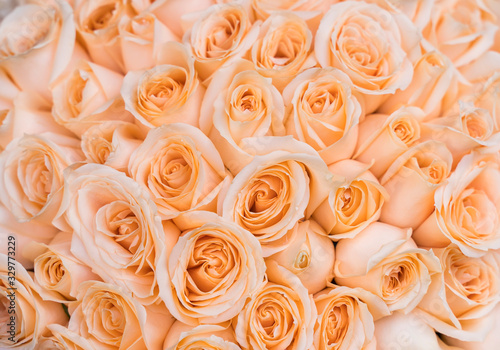 Fototapeta Naklejka Na Ścianę i Meble -  Close up of the orange rose flower