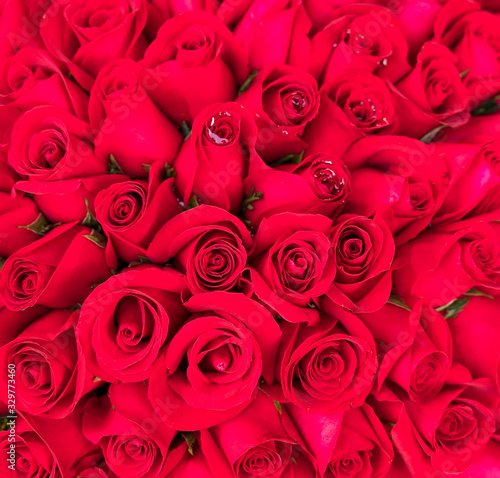 red rose background  natural texture