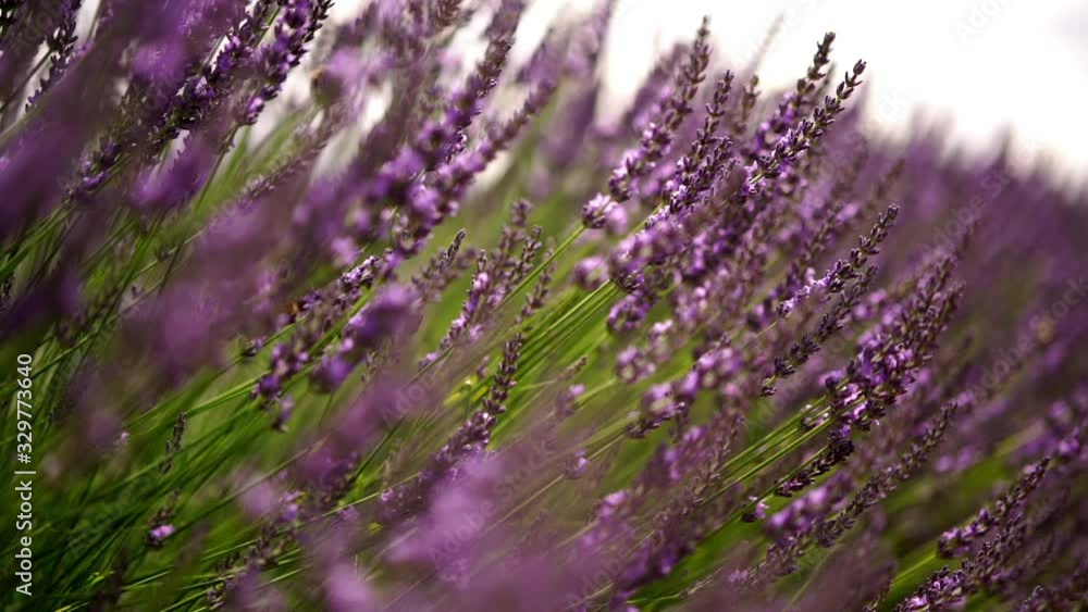 Slow motion video of blossom lavender growing on french flowers field in Valensole village, violet flowers with purple shade swaying with wind on countryside Slow motion video of blossom lavender growing on french flowers field in Valensole village, violet flowers with purple shade swaying with wind on countryside