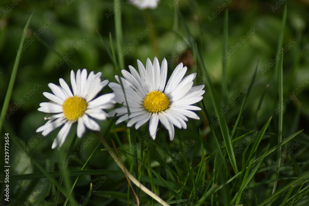 Gänseblümchen (Bellis perennis) Gänseblümchen (Bellis perennis)