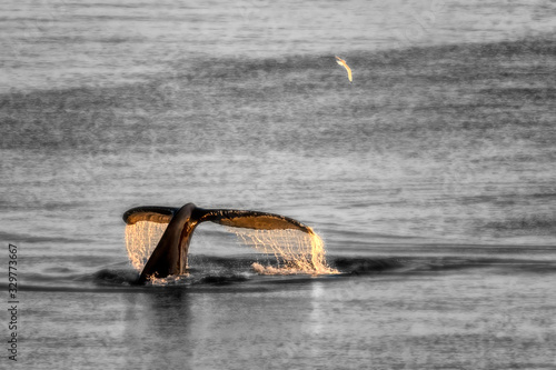 Greenland Ilulissat sea whale keporkak and birds photo