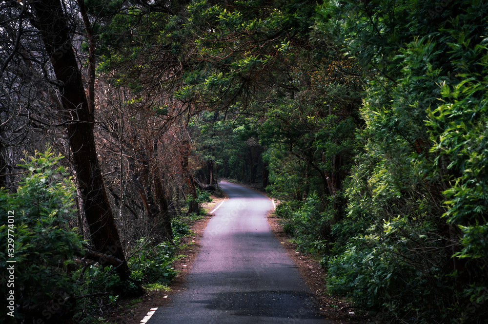 Fototapeta premium Road to Kinnakkorai, Tamil Nadu