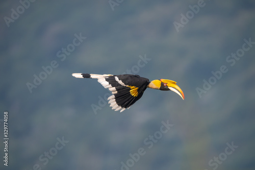 Great hornbill flying on blue sky