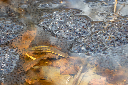 Red spotted newt preying on wood frog eggs - Notopthalmus viridescens