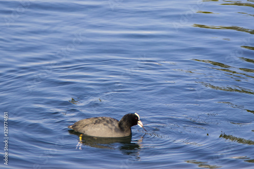 duck in the pond © Luana