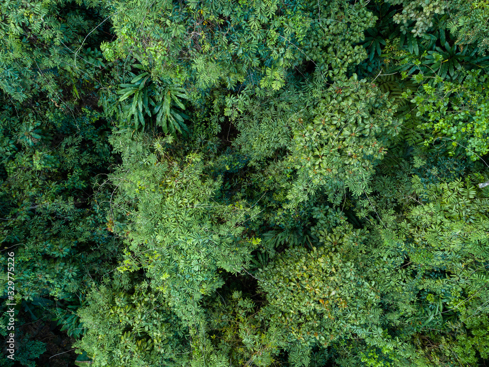 Aerial view of tropical forest in spring