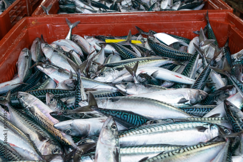 venta en la lonja del puerto de caballa recien pescada en sus cajas, Scomber scombrus venta en la lonja del puerto de caballa recien pescada en sus cajas, Scomber scombrus