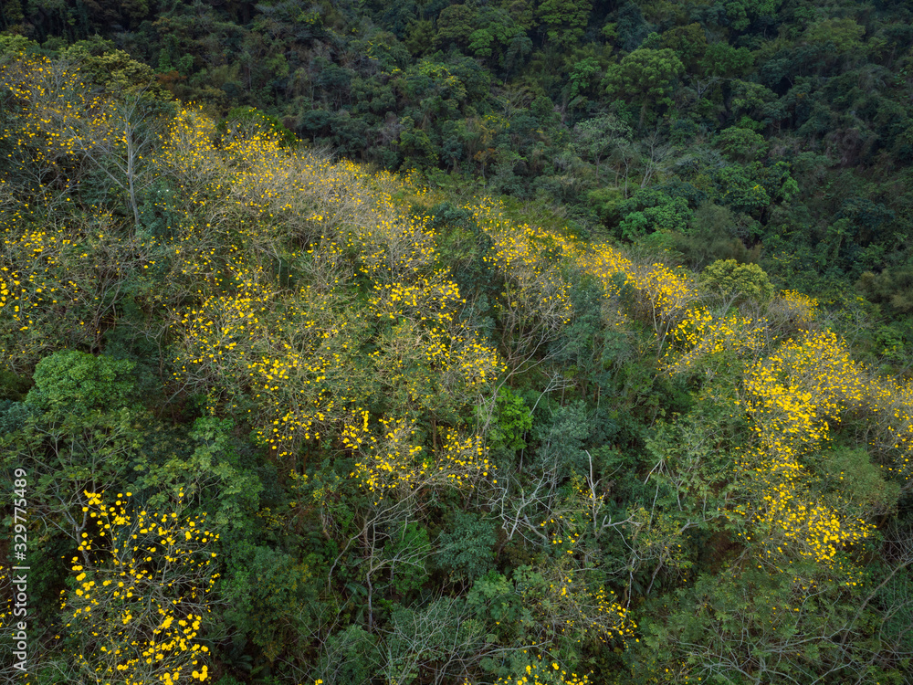 Aerial view of tropical forest in spring Aerial view of tropical forest in spring