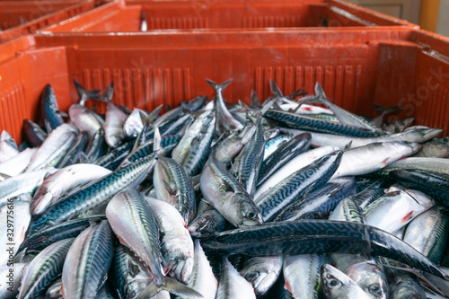 sale at the port fish market of freshly caught mackerel in their boxes, Scomber scombrus