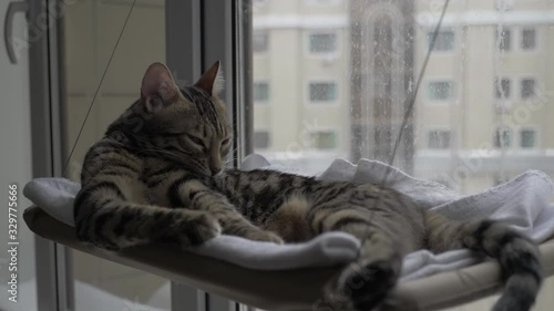 cat on the window