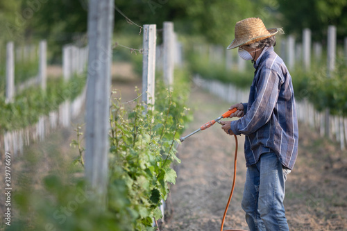 Man with hat or vintner spraying pesticides on vineyard. Working at farm in agriculture or horticulture. Vine or Wine production concept.