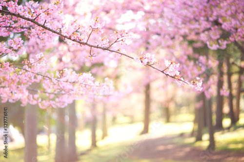 明るい桜の写真　日本の風景　cherry blossom