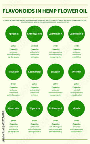Flavonoids in Hemp Flower Oil vertical infographic illustration about cannabis as herbal alternative medicine and chemical therapy, healthcare and medical science vector.