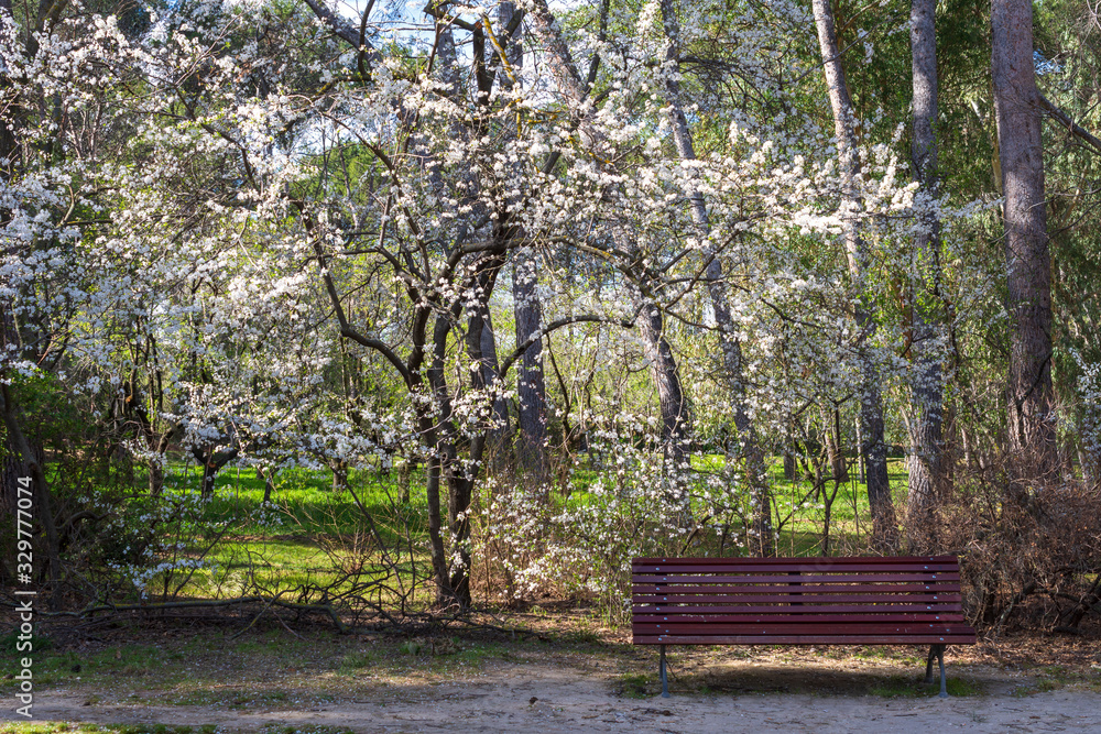 Spring view of tree with flowers and empty bench in a park in Madrid, Spain. Horizontal Spring view of tree with flowers and empty bench in a park in Madrid, Spain. Horizontal