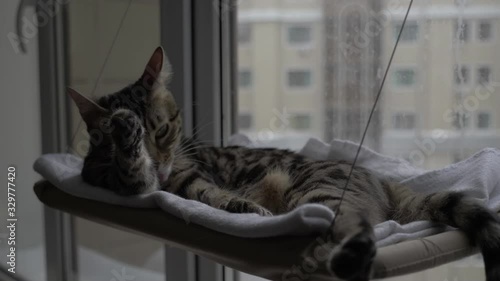cat on the window