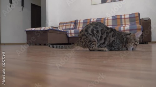 cat