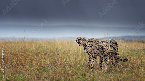 cheetah in the field © Mostafa