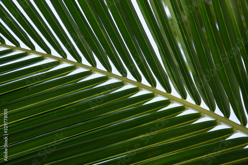 Palm leaves. A close up of a tree. Coconut palm. High quality photo