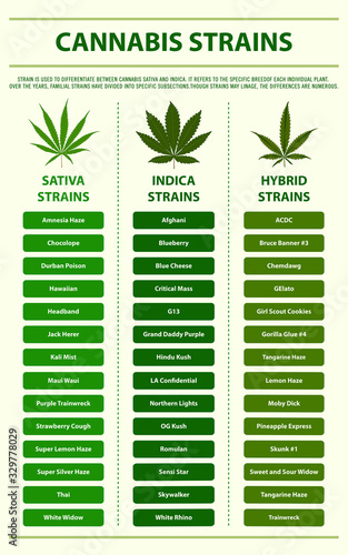 Cannabis Srtains vertical infographic illustration about cannabis as herbal alternative medicine and chemical therapy, healthcare and medical vector.