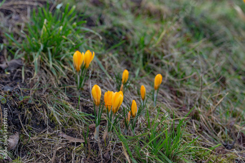 yellow crocuses, saffron bloom in bright yellow in the middle of a sunny meadow in the park in early spring