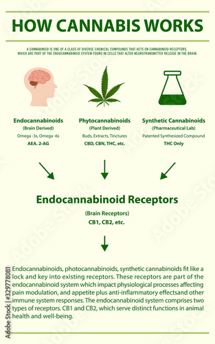 How Cannabis Works vertical infographic illustration about cannabis as herbal alternative medicine and chemical therapy, healthcare and medical vector.