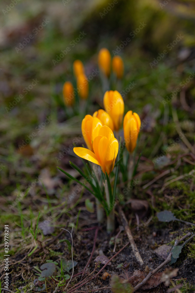 yellow crocuses, saffron bloom in bright yellow in the middle of a sunny meadow in the park in early spring yellow crocuses, saffron bloom in bright yellow in the middle of a sunny meadow in the park in early spring