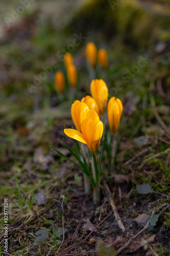 yellow crocuses, saffron bloom in bright yellow in the middle of a sunny meadow in the park in early spring