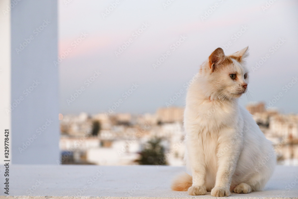 Superb cat on the rooftops of Tunis