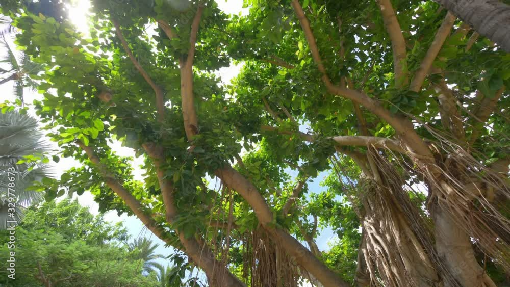 Spinning under large banyan tree in Hawaii in 4k slow motion 60fps Spinning under large banyan tree in Hawaii in 4k slow motion 60fps