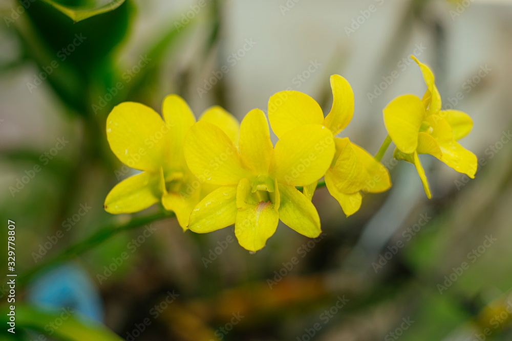 Fototapeta premium Vietnam Orchids