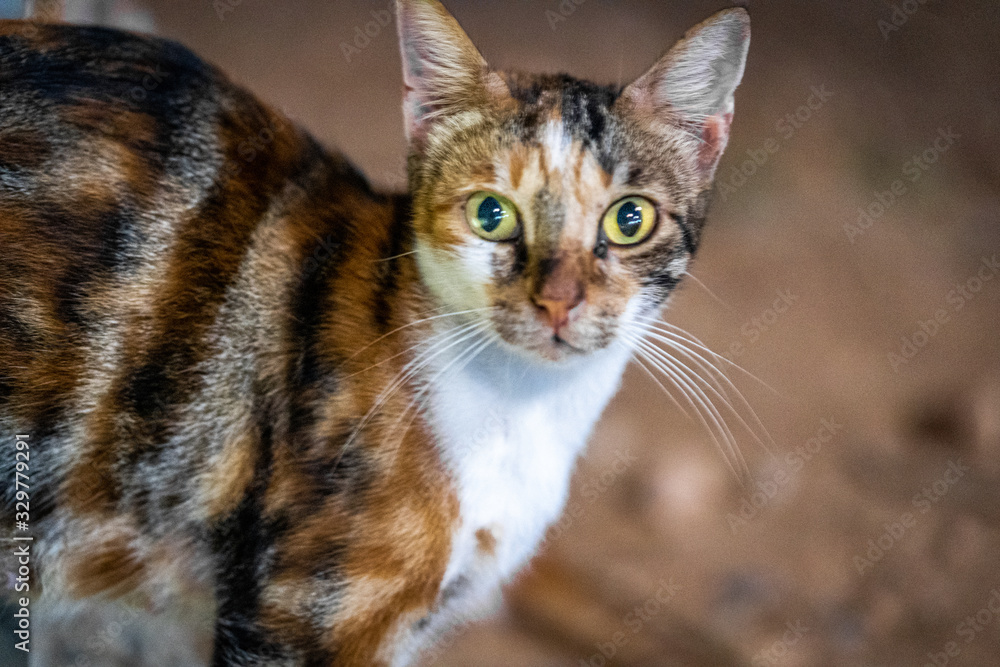 cute cat close shot closeup cute cat close shot closeup