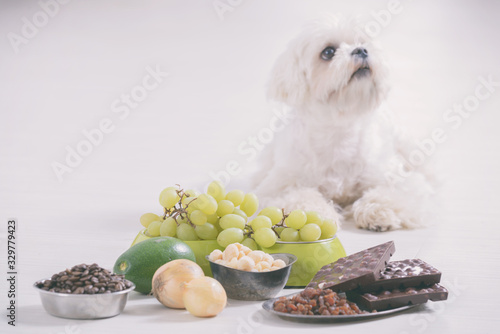 Little dog and food toxic to him