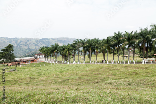 landscape; Beautiful view of the Colombian hacienda with a path surrounded by palm trees.